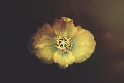 Close-up of flower against black background