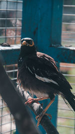 Close-up of bird perching on a railing