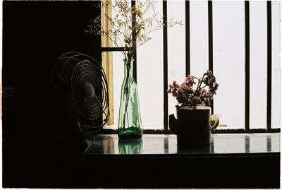 Potted plant in vase against window at home