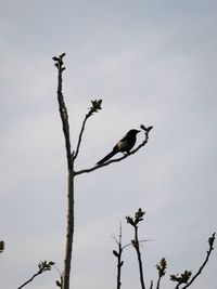 Low angle view of bird perching on tree against sky