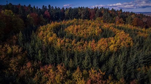 Scenic view of trees against sky