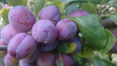 Close-up of fruits growing on plant