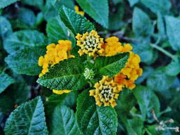 Close-up of flowers