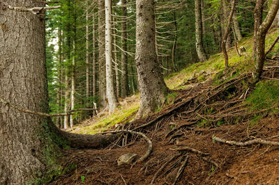 Pine trees in forest