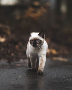 Portrait of cat standing on road