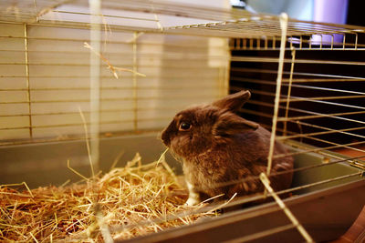 Cat looking away in cage