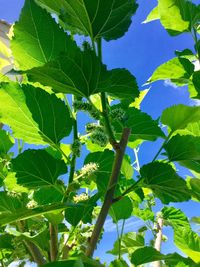 Low angle view of tree against sky