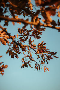 Low angle view of autumn tree against sky