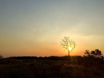 Silhouette trees on field against sky during sunset