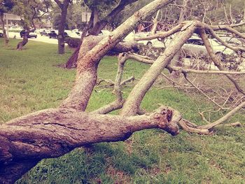 Close-up of hands on tree