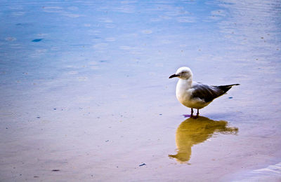 Bird perching on lake