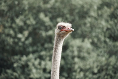 Close-up of a bird against blurred background