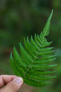 Close-up of hand holding fern leaves