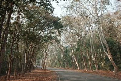 Road amidst trees in forest