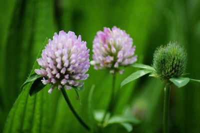 Close-up of pink flowering plant