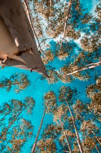 Low angle view of trees against blue sky