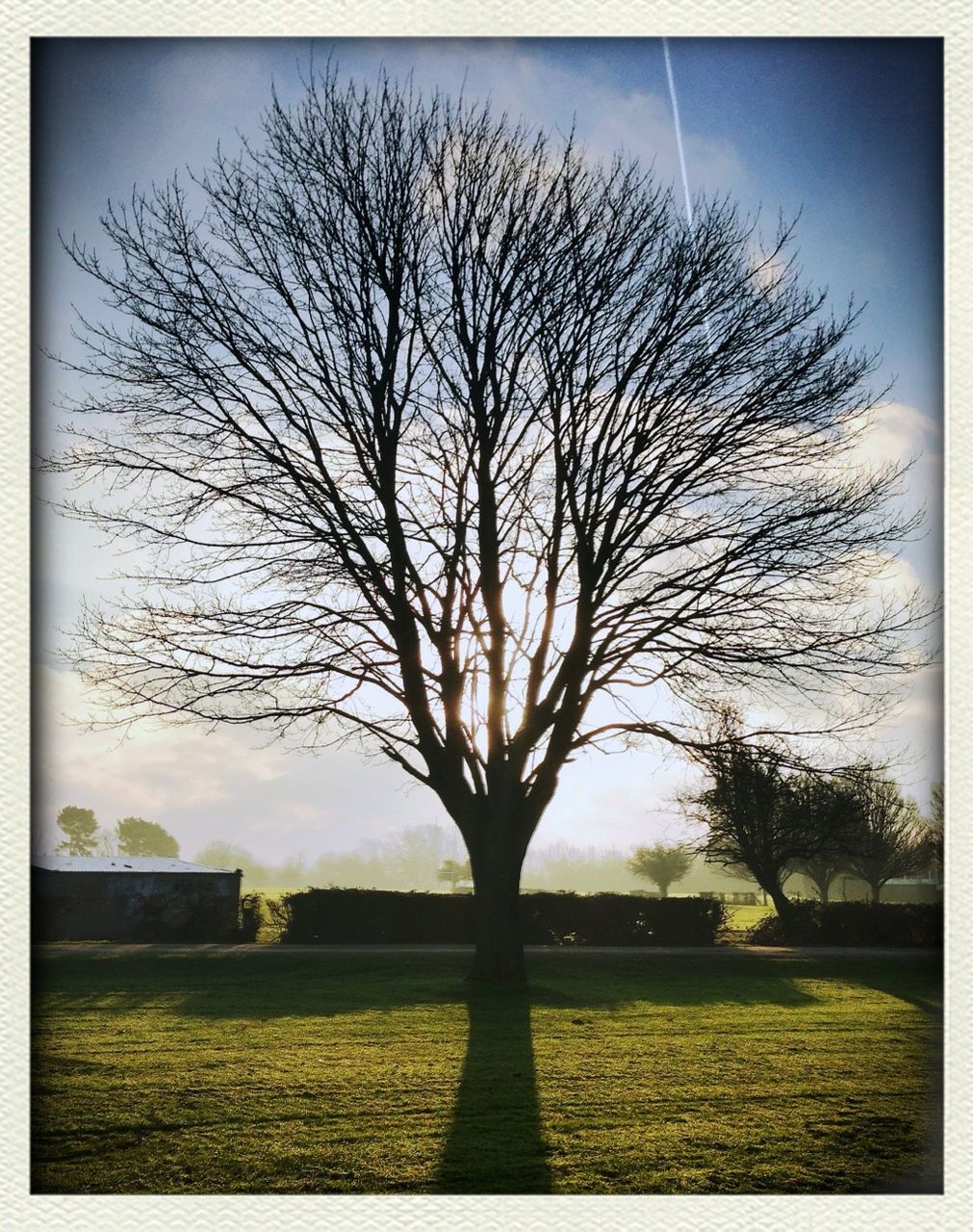tree, bare tree, grass, field, transfer print, branch, tranquil scene, tranquility, sky, landscape, auto post production filter, beauty in nature, nature, scenics, grassy, park - man made space, growth, sunlight, tree trunk, lawn