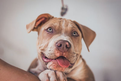 Close-up portrait of dog