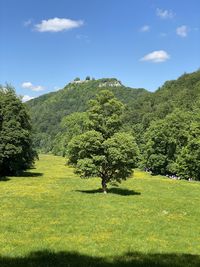 Scenic view of trees on field against sky