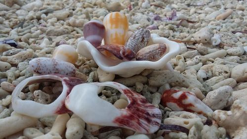 High angle view of shells in market