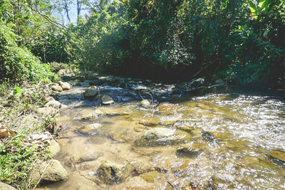 Scenic view of forest