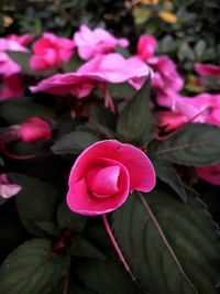 Close-up of pink flowers blooming outdoors