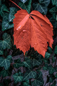 Close-up of wet autumn leaves