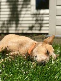 View of a dog resting