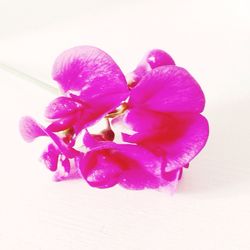 Close-up of purple flowers over white background