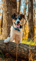 Portrait of dog sitting on tree trunk