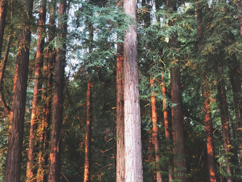 View of trees in forest