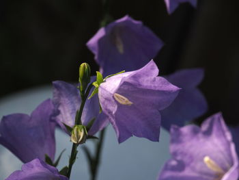 Close-up of purple flowering plant