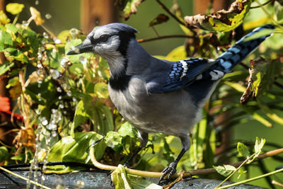 bluejay finds a