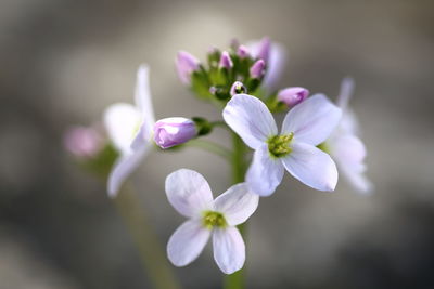 Cardamine pratensis against rock.