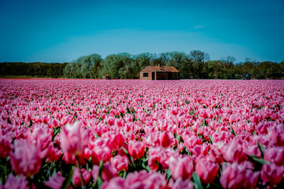 Pink flowering plants on field against sky, tulip fields in the netherlands lisse near keukenhof