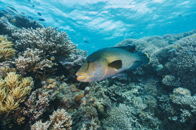 Close-up of fish swimming in sea