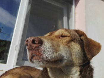 Close-up of dog relaxing