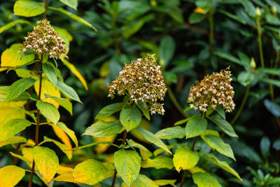 Close-up of flowering plant