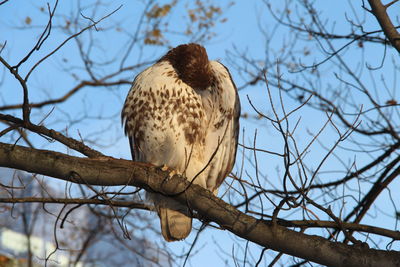 Low angle view of owl perching on bare tree