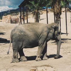 Elephant in zoo