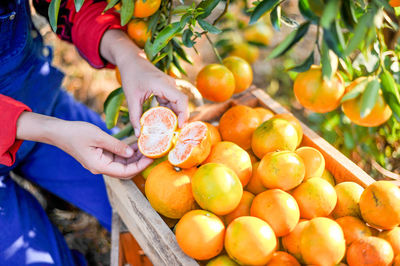 Midsection of woman holding orange fruit in garden