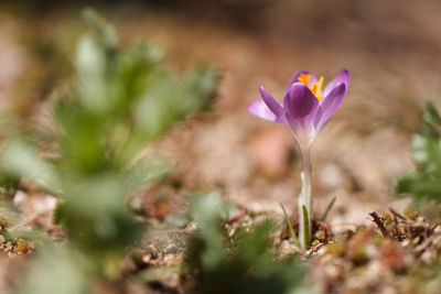 Close-up of purple crocus blooming outdoors