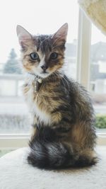 Portrait of cat sitting on floor