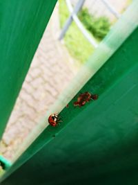 Close-up of ladybug on leaf