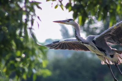 Heron flying over a tree