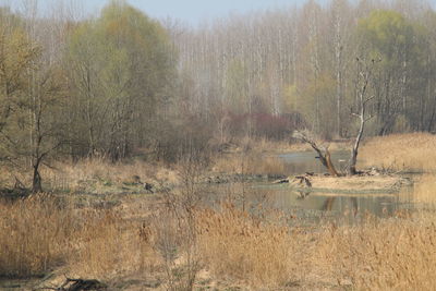 Scenic view of trees on field in forest