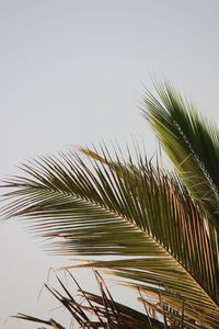 Low angle view of palm tree against clear sky