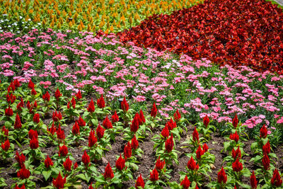 Full frame shot of red tulip flowers on field
