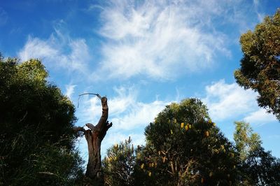 Low angle view of trees against blue sky