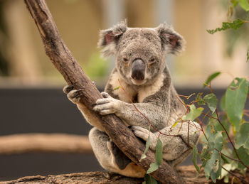 Portrait of koala sitting on tree